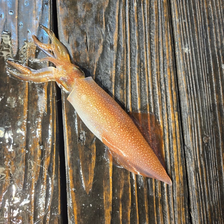 제주도 한치낚시, 현시점 오징어스틱 직결 다단채비가 대세 : 네이버 블로그