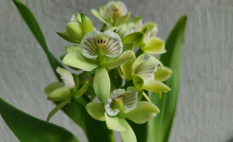 Prosthechea (Encyclia) radiata : 네이버 블로그