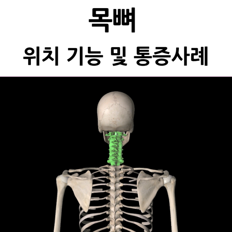 목뼈 경추 cervical vertebra 위치 구조 기능 통증 사례 : 네이버 블로그