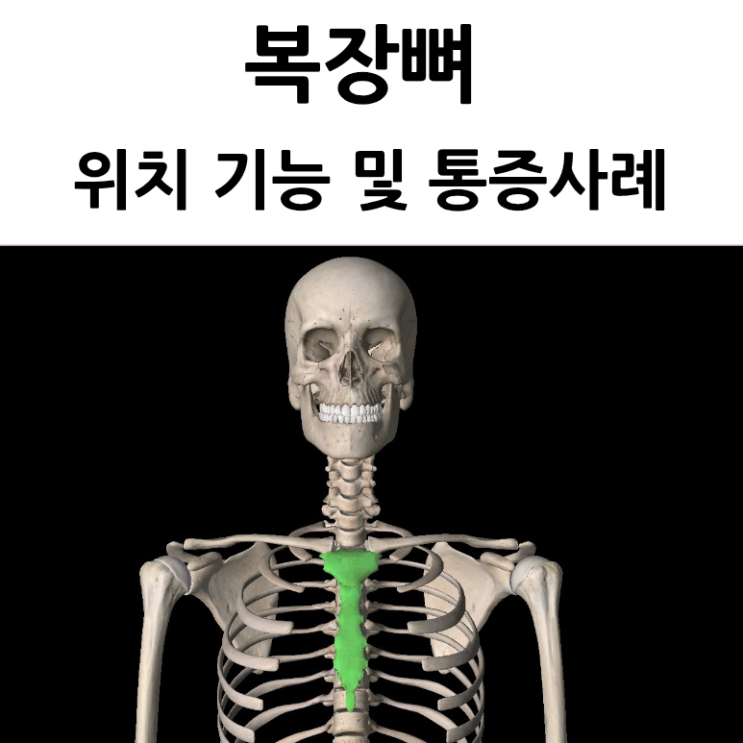 복장뼈 흉골 sternum 위치 구조 기능 통증 사례 : 네이버 블로그