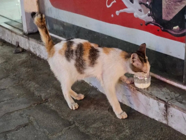 [필리핀 6일차 - 보라카이] 망이나살/조나스쉐이크/오라보라호핑/화....
