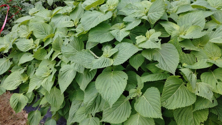 깻잎용 들깨 재배 과정 (들깨 심기는 씨앗 모종 심는시기부터 수확시기까지) : 네이버 블로그