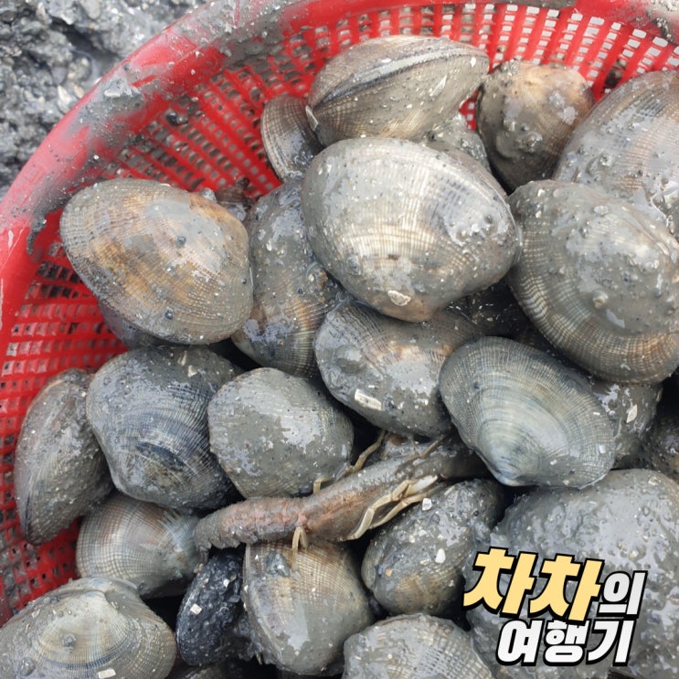영광 물때 해루질 준비물 바다타임 물때 보는법으로 완벽하게! : 네이버 블로그