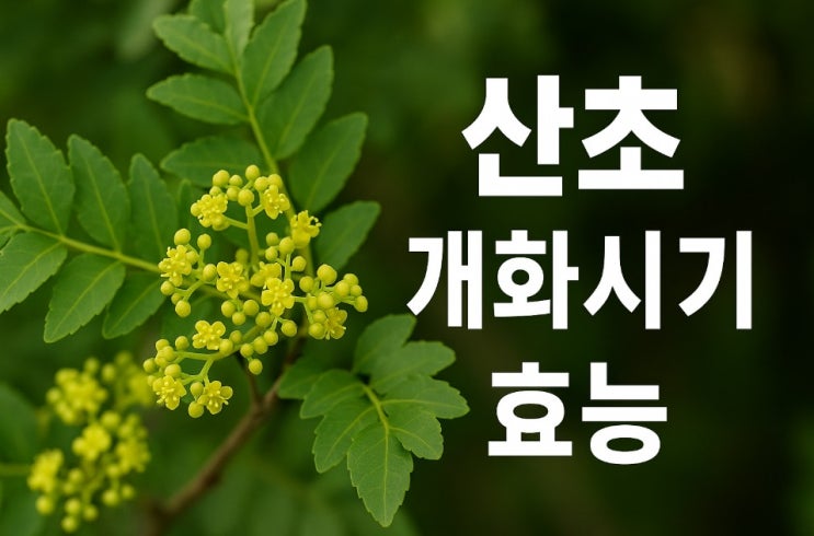 산초의 놀라운 효능 개화시기 산초 기름 용도 : 네이버 블로그