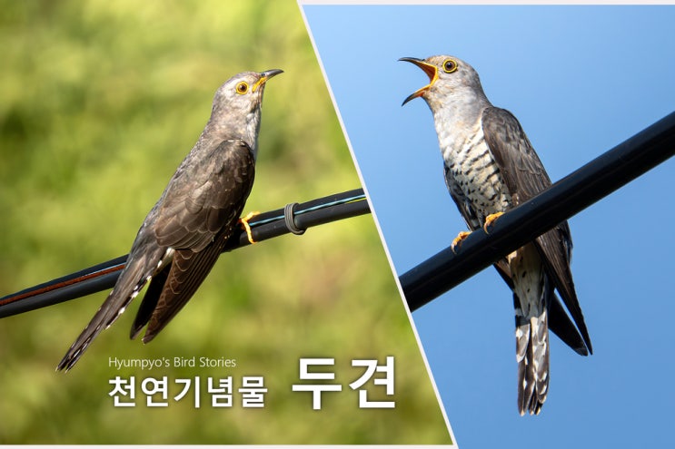 두견 천연기념물 울산 탐조 이야기 : 네이버 블로그
