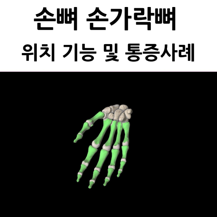 손허리뼈 손가락뼈 중수골 지골 위치 구조 기능 통증 사례 : 네이버 블로그