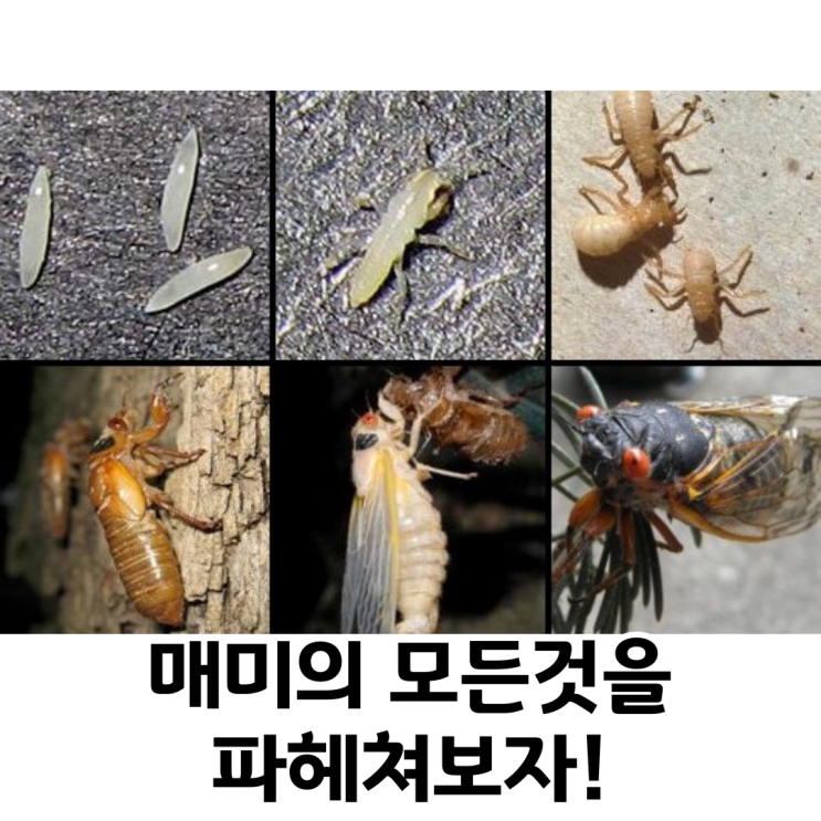 여름 곤충 매미의 모든것(종류, 우는 이유, 시기, 생애, 먹이 등) : 네이버 블로그