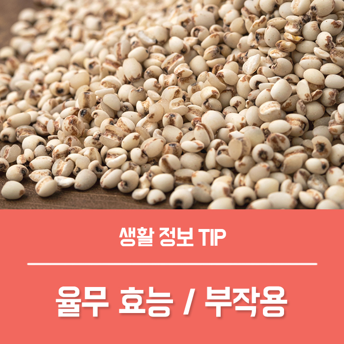 율무효능 TOP4, 율무차 효능 부작용 먹는법은? : 네이버 블로그