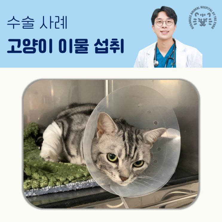 고양이 구토 이유 이물섭취 수술사례 송도 호랑이동물병원 : 네이버 블로그