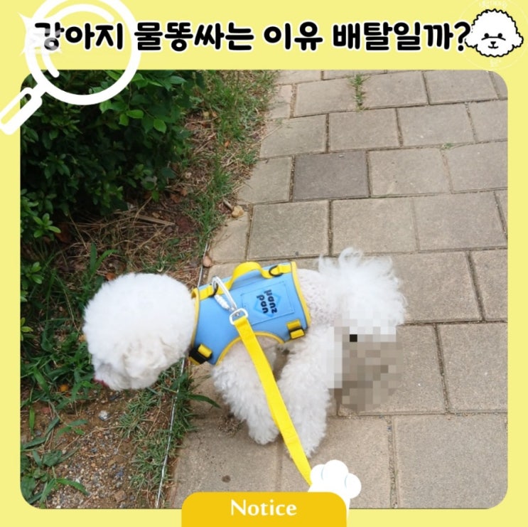 강아지 물똥 싸는 이유, 그냥 배탈 아닐수 있어요 : 네이버 블로그