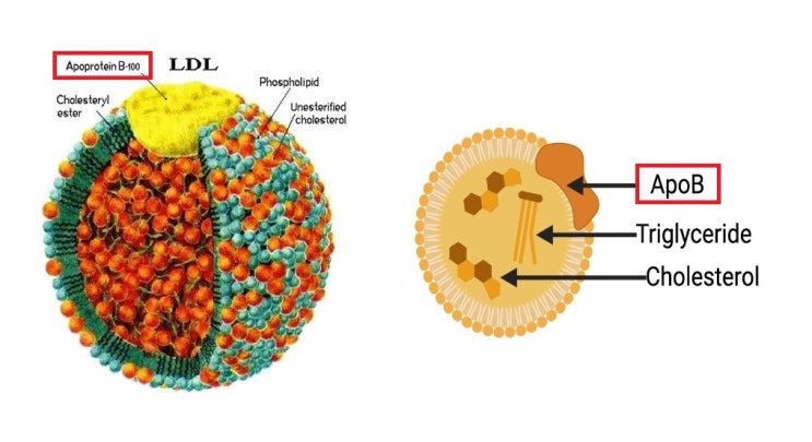 Apolipoprotein B (ApoB), 아포지단백B : 네이버 블로그