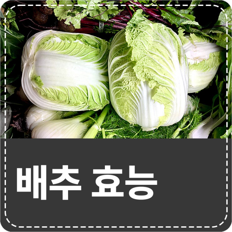 배추 효능과 부작용 보관법 칼로리 음식궁합 알아보기 : 네이버 블로그
