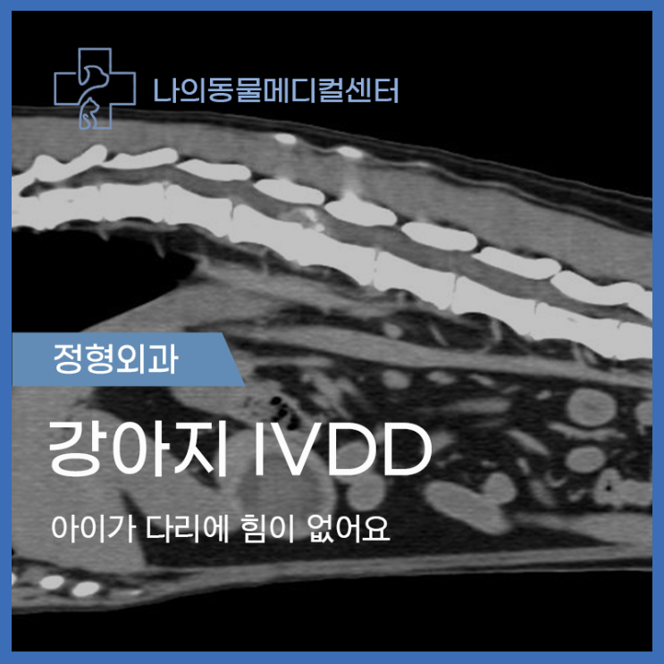 [나의동물메디컬센터] 속초동물병원 강아지수술전문 강아지 IVDD (아이가 다리에 힘이 없어요) : 네이버 블로그