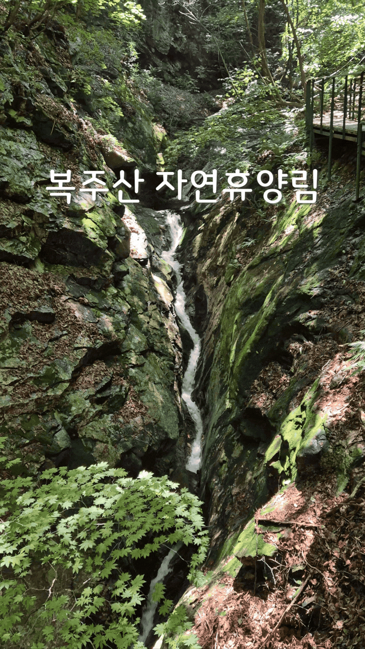 복주산 자연휴양림_휴양관(올빼미)_용탕폭포_숲해설, 곤충체험 : 네이버 블로그