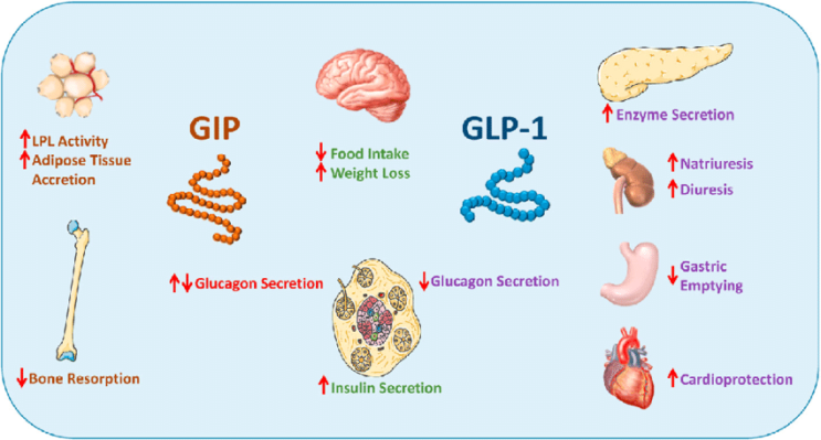 , GLP-1 GIP,   :     :