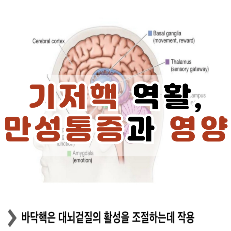 기저핵(Basal ganglia) 역할, 만성통증과 영양의 상관관계 : 네이버 블로그
