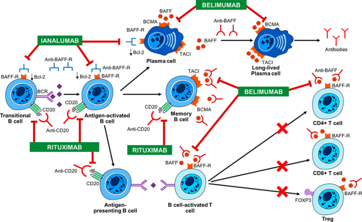 Novartis Ianulamab(anti-BAFF-R) 쇼그렌 증후군 3상,2b ESSDAI 만족, 피로도 등 샘외 증상 ...