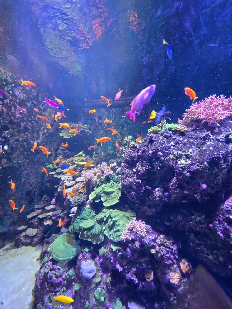 물고기를 만나자 - 싱가포르 오셔나리움(Singapore Oceanarium)
