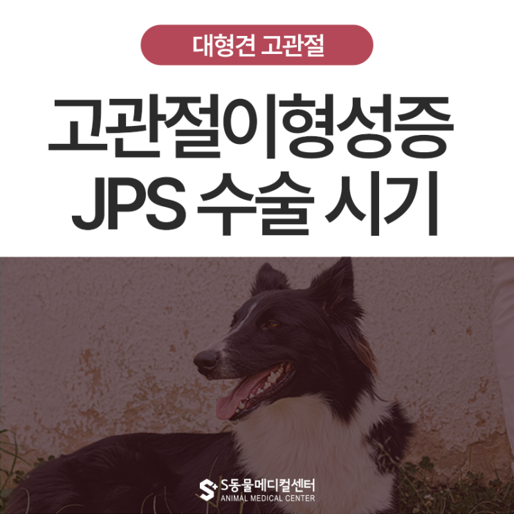 대형견 고관절이형성증 예방, JPS 수술 적정 시기: 생후 몇 주가 핵심일까? - 울산 에스동물메디컬센터 : 네이버 블로그