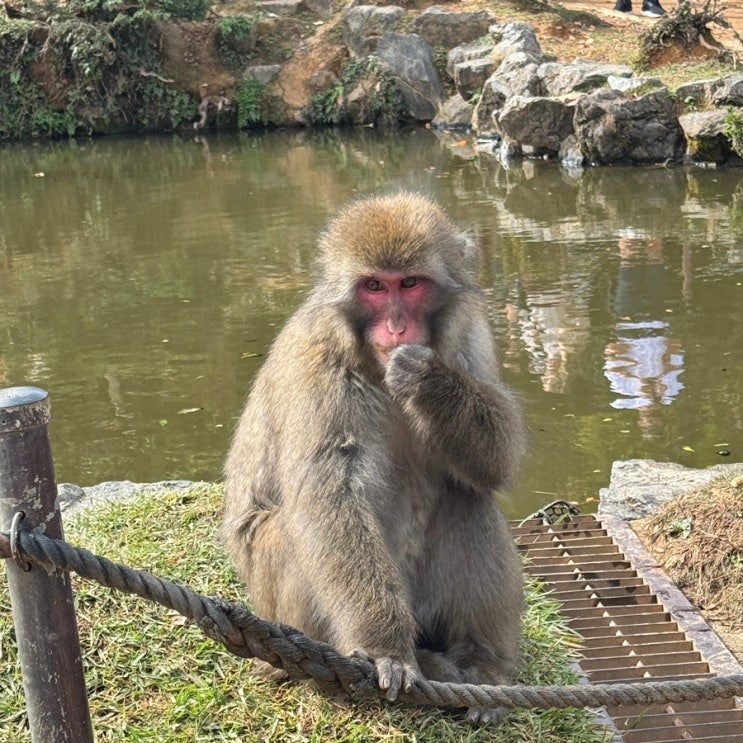 [일본 교토] 아라시야마 몽키파크 이와타야마｜입장료, 몽키 먹이 ....