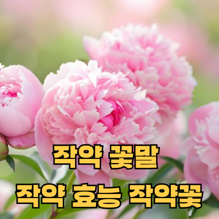 작약 꽃말 작약 효능 작약꽃 : 네이버 블로그