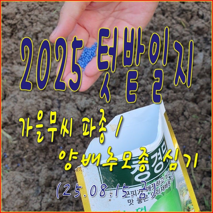 2025텃밭일지: 가을무씨 파종 및 양배추모종 심기 : 네이버 블로그