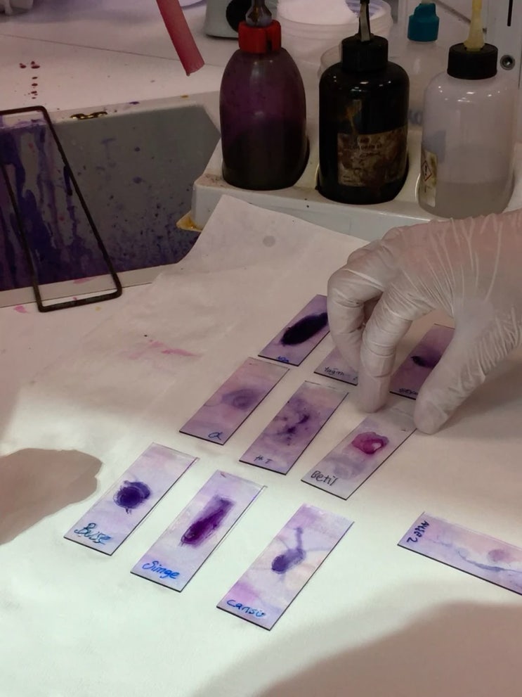 free-floating-staining-if-protocol