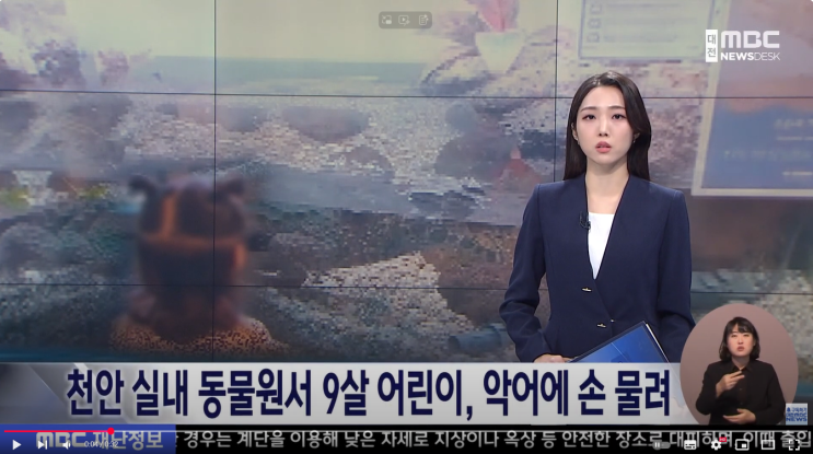 동물 물림 사고 피해자 필독! 대한민국 최초 악어물림 손해사정사가 알려드립니다. : 네이버 블로그