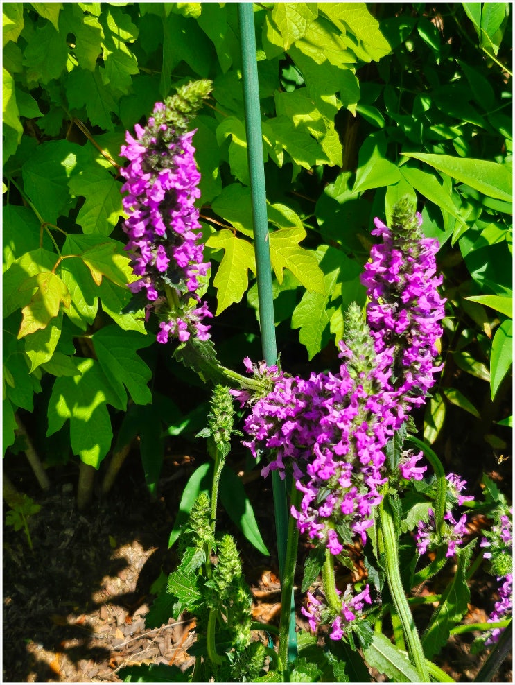 스타키스(약석잠풀-베토니)stachys officinalis : 네이버 블로그