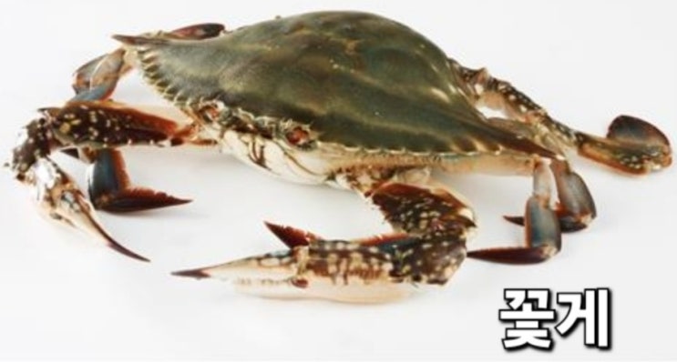 꽃게에 대한 모든것 : 네이버 블로그