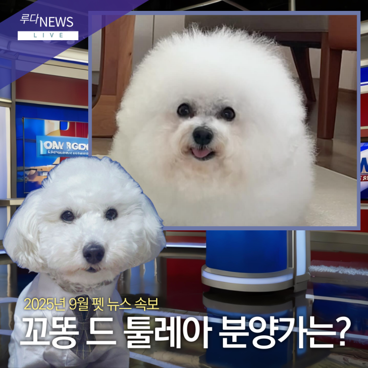 꼬똥 드 툴레아 분양가 국내 비교 및 성견 특징?! : 네이버 블로그