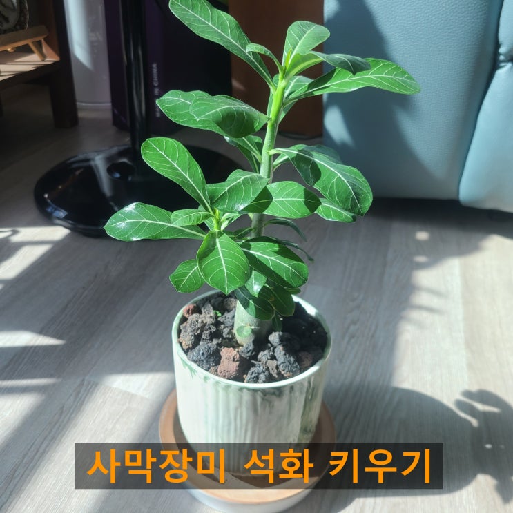 사막장미 석화 구근 키우기 심는법 물주기 삽목번식 가지치기 : 네이버 블로그