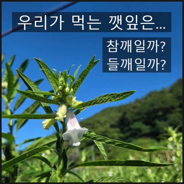 우리가 먹는 깻잎은 참깨 잎일까, 들깨 잎일까? : 네이버 블로그