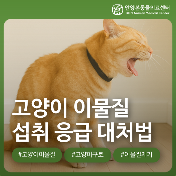 고양이 이물질 삼킴으로 인한 구토 증상과 응급 대처법 : 네이버 블로그
