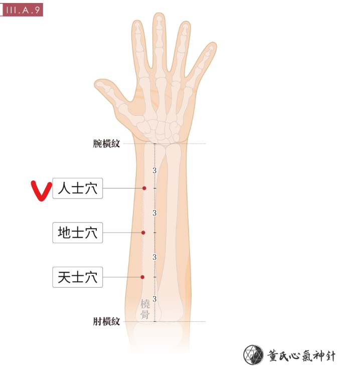 [동씨] 33부위(三三부위) (2) 전완 소장경/폐경 라인 - 장문혈 간문혈 심문혈 인사혈 지사혈 천사혈 곡릉혈 : 네이버 블로그