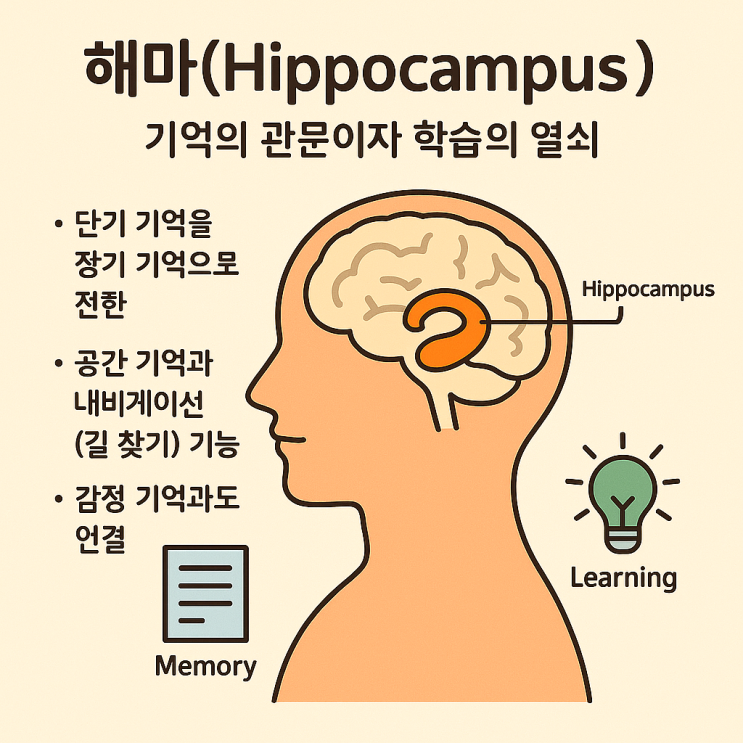 해마(Hippocampus), 기억의 관문이자 학습의 열쇠 : 네이버 블로그