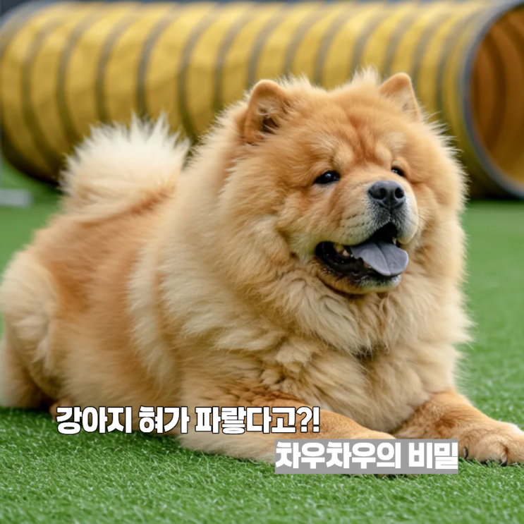 귀여운 차우차우 강아지 챠우챠우 혀색깔 및 A - Z : 네이버 블로그
