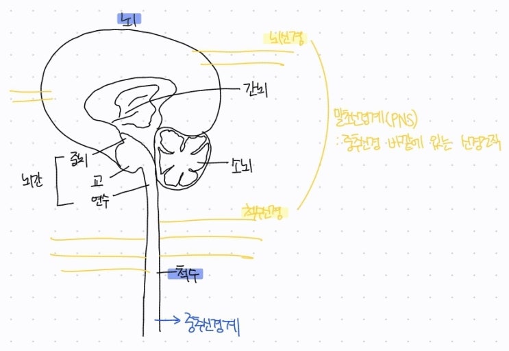 [성인간호학 공부 정리 #3] 뇌의 구조와 기능: 대뇌, 소뇌, 뇌간, 간뇌 : 네이버 블로그