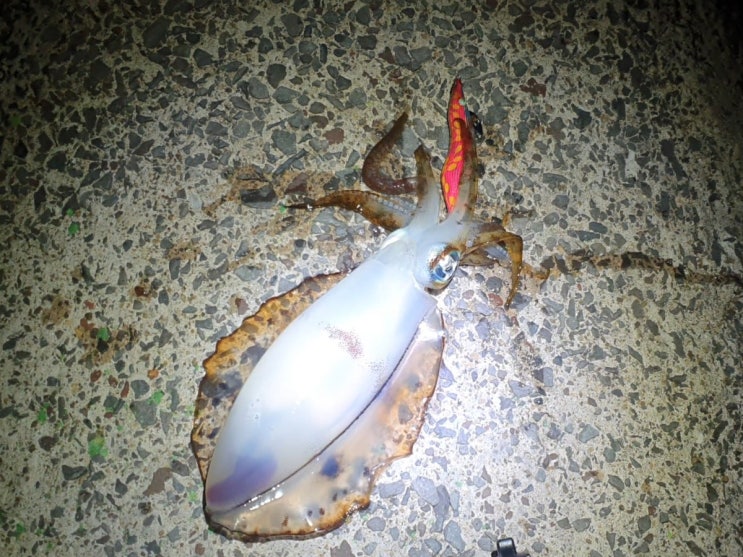 무늬오징어 에깅 낚시 로드 추천 : 네이버 블로그