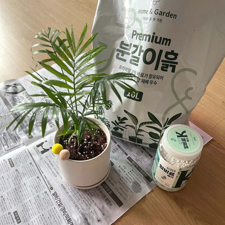 분갈이용 흙은 상토 배양토 분갈이흙 추천(테이블야자 키우기) : 네이버 블로그