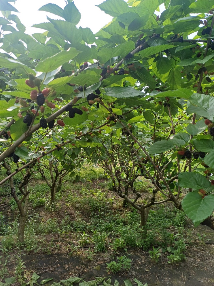 초여름, 달콤한 오디 따기 체험 : 네이버 블로그