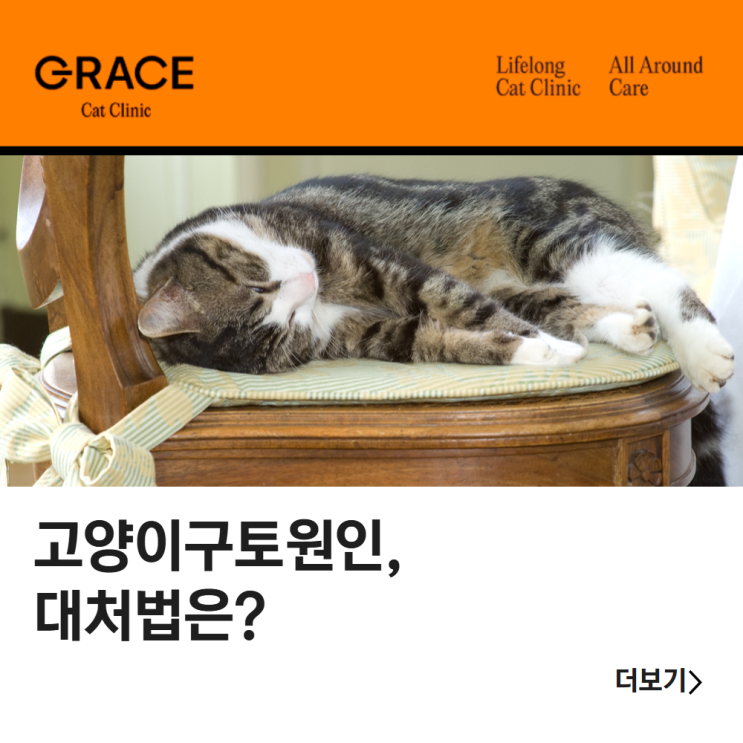 고양이구토원인, 대처법은? : 네이버 블로그