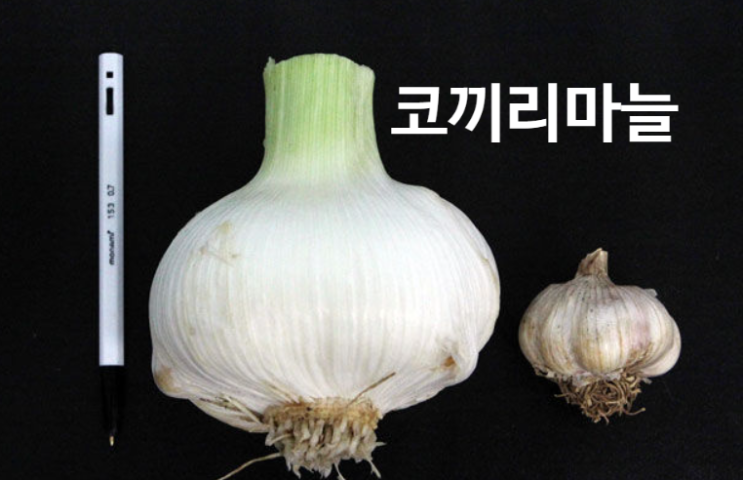 코끼리마늘효능 총정리 심는 시기부터 먹는 법 부작용까지 : 네이버 블로그