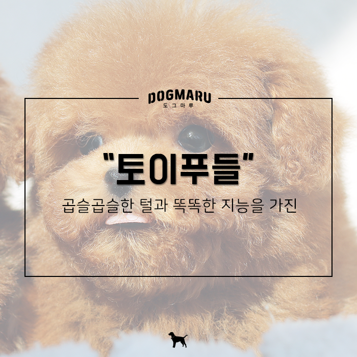 곱슬곱슬 파마머리같은 매력! 토이푸들분양 전 알아보기! : 네이버 블로그