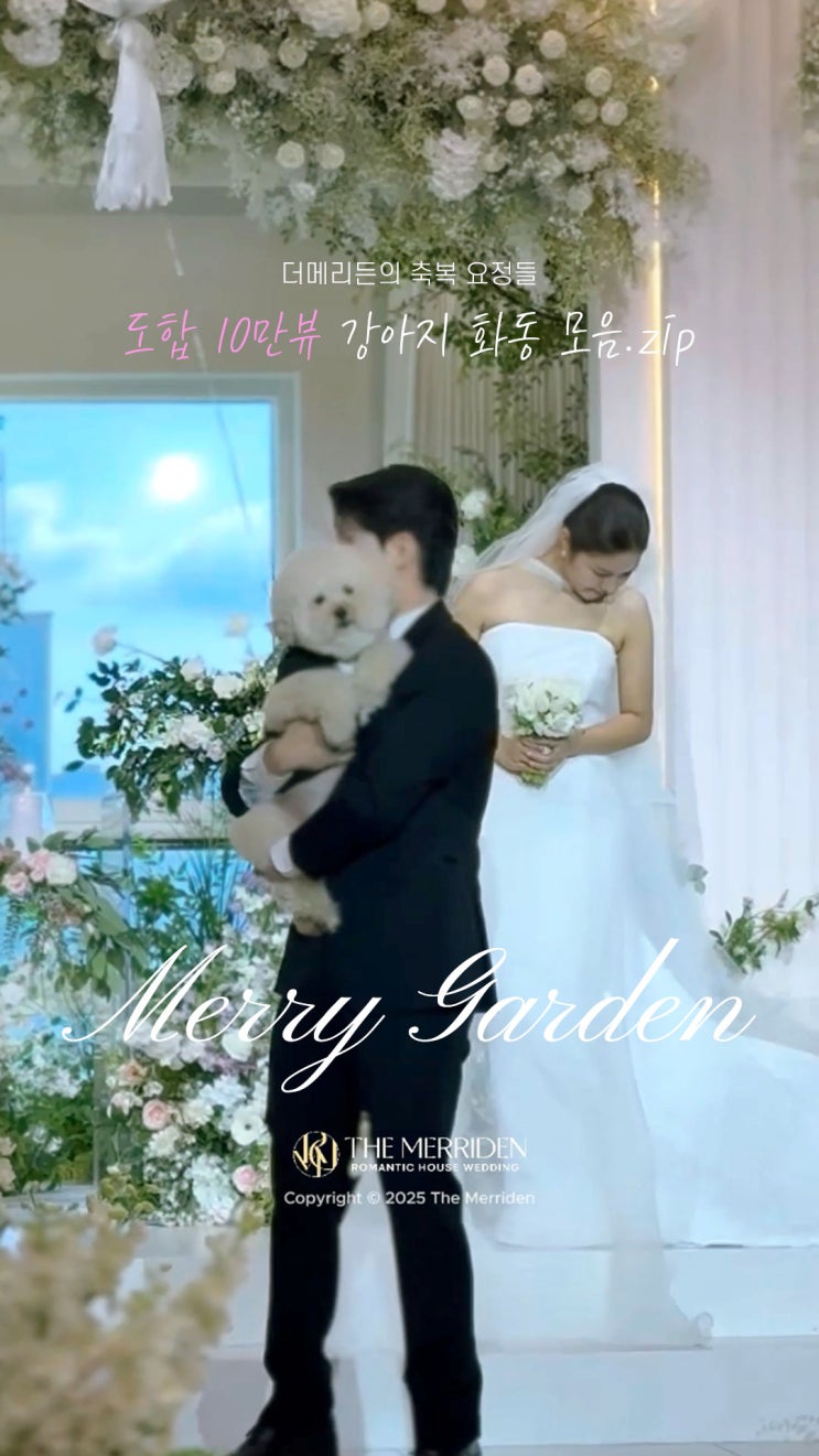 분당웨딩홀 강아지 화동 가능할까? 더메리든 강아지 화동 모음. zip : 네이버 블로그