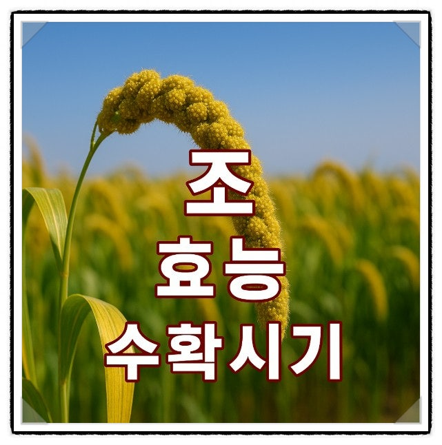 잊혀진 곡물 슈퍼푸드 조(좁쌀) 놀라운 효능과 수확 시기 : 네이버 블로그