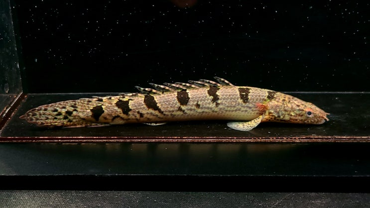 금일 The Polypterus Lab 홈페이지 신규 개체 업로드를 진행했습니다. : 네이버 블로그