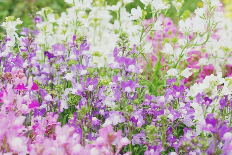 리나리아 노던 라이츠 Linaria Northern Lights Mix : 네이버 블로그