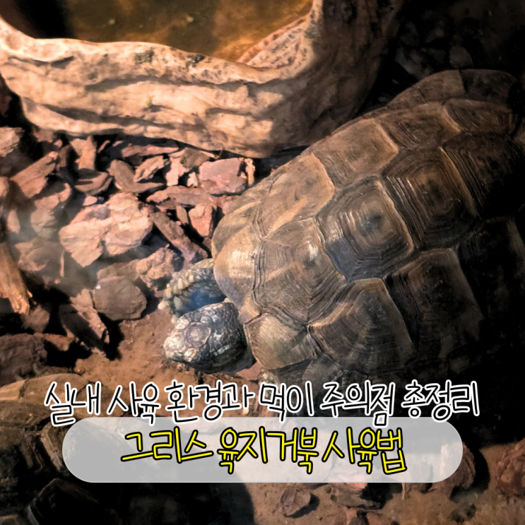 그리스 육지거북 실내 사육 환경과 먹이 주의점 : 네이버 블로그