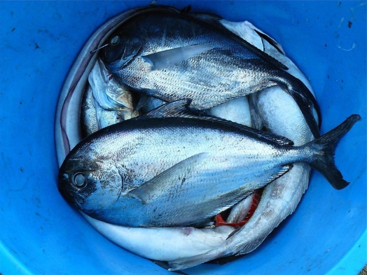 주문진 수산시장, 신선한 해산물 즐기기 🐟🦀 : 네이버 블로그